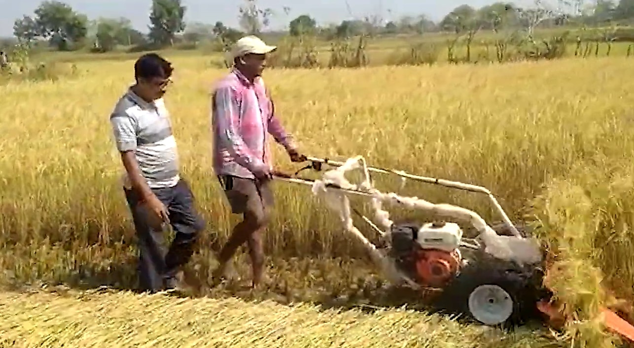 Two men operating a walk-behind reaper through a standing paddy crop