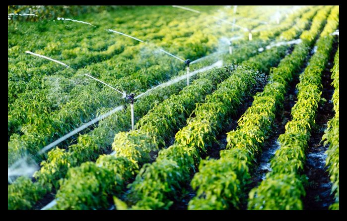 Sprinkler irrigation spraying water across a farm field